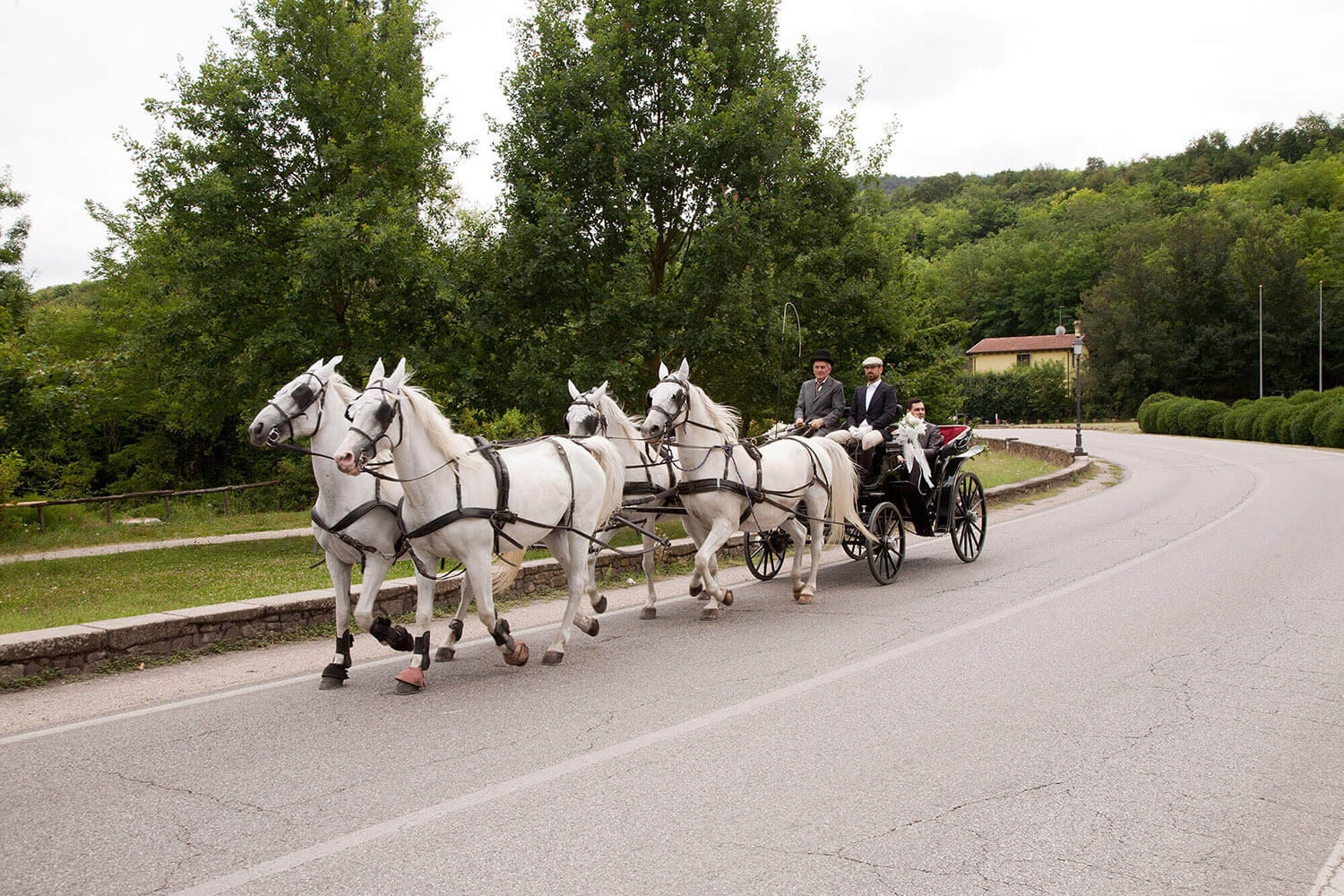 Read more about the article Carriage and Horses